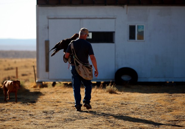 Falconry